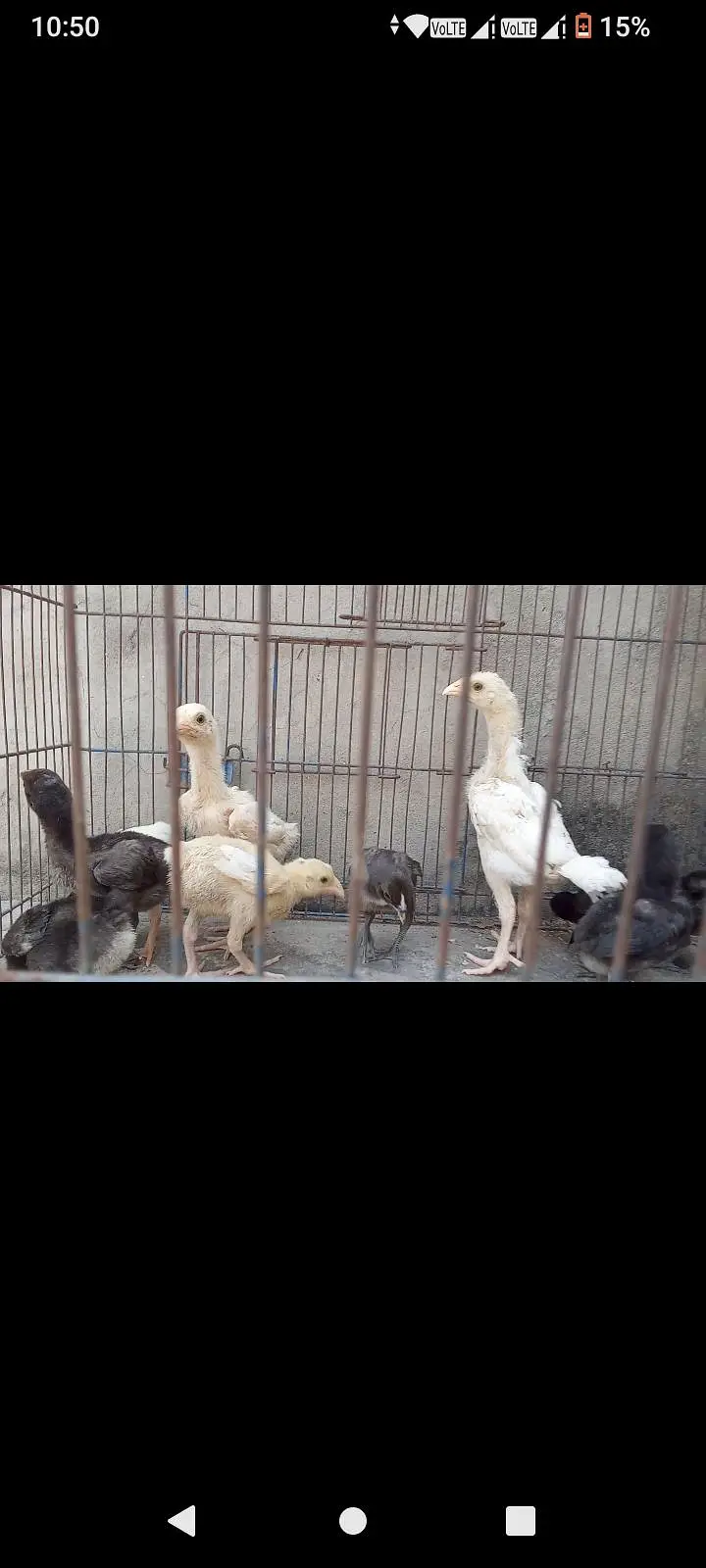 Thai Aseel, Dragon, Hera, pakooe Chicks — photo 9
