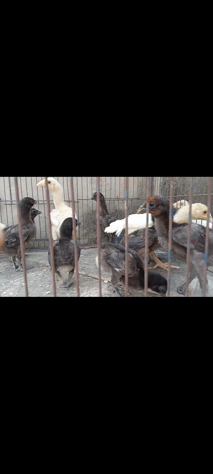 Thai Aseel, Dragon, Hera, pakooe Chicks — photo 10