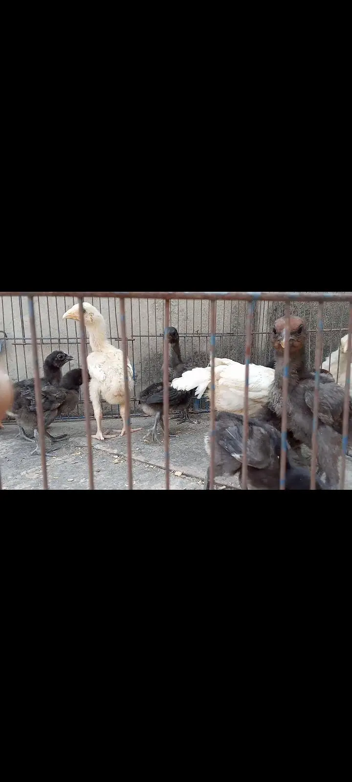 Thai Aseel, Dragon, Hera, pakooe Chicks — photo 11