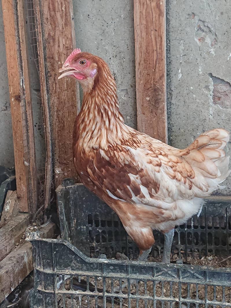 golden misri pathi available 0