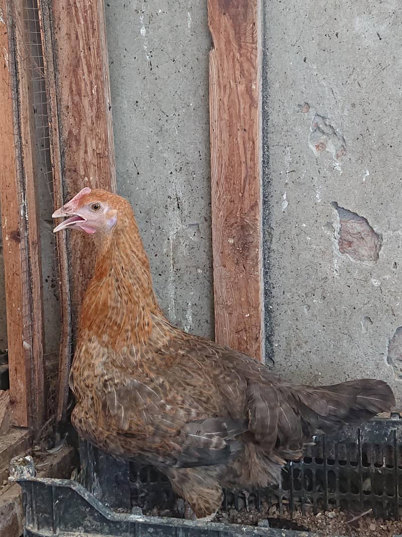 golden misri pathi available 2