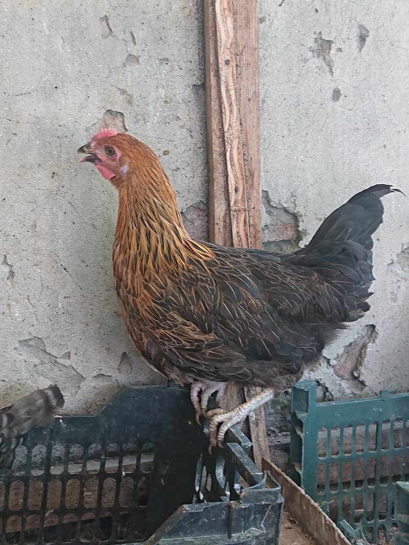 golden misri pathi available 4