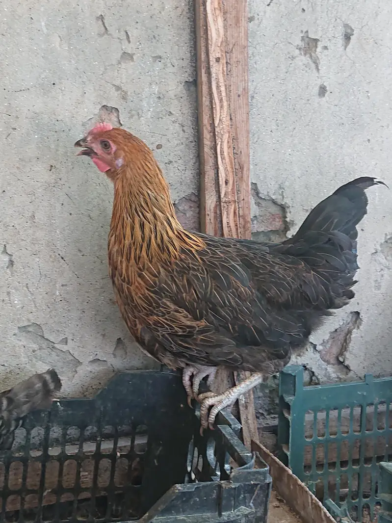 golden misri pathi available — photo 5