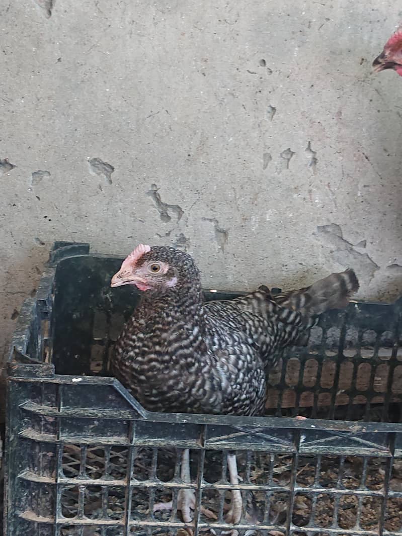 golden misri pathi available 5