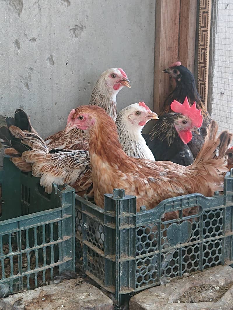 golden misri pathi available 6