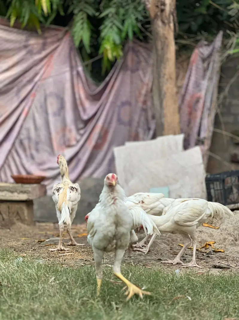 Aseel Heera — photo 5