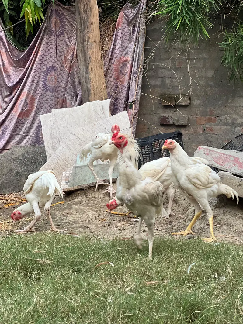 Aseel Heera — photo 6
