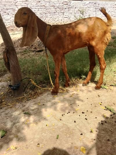 Bakri | female   |  Goat  | bakra  | chatra 0300-0091606