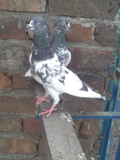 Tadi pair