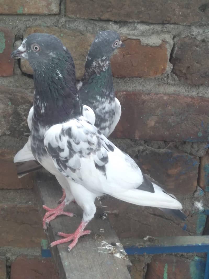 Tadi pair 3
