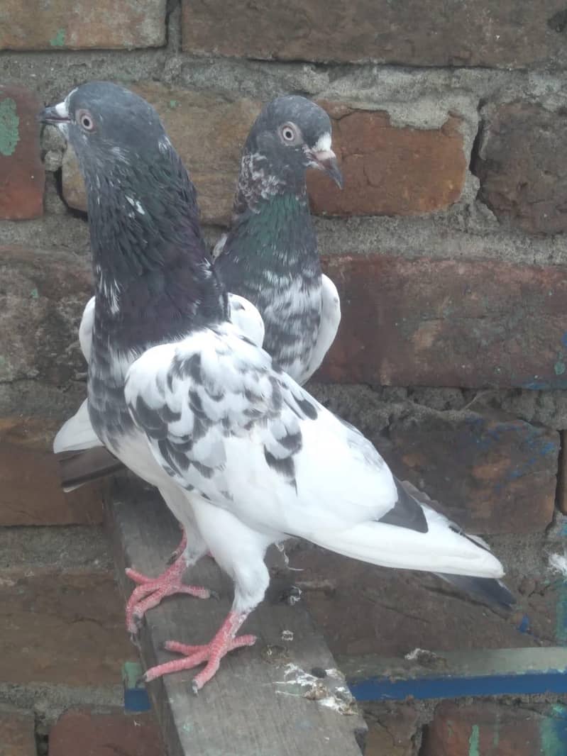 Tadi pair 4