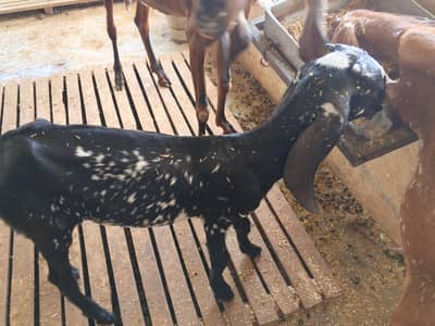 gotes baby's female