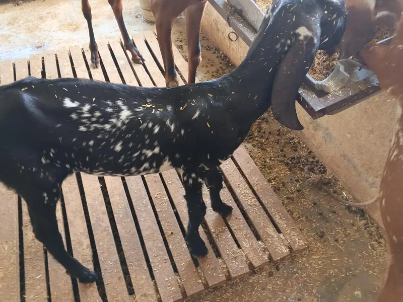 gotes baby's female — photo 2