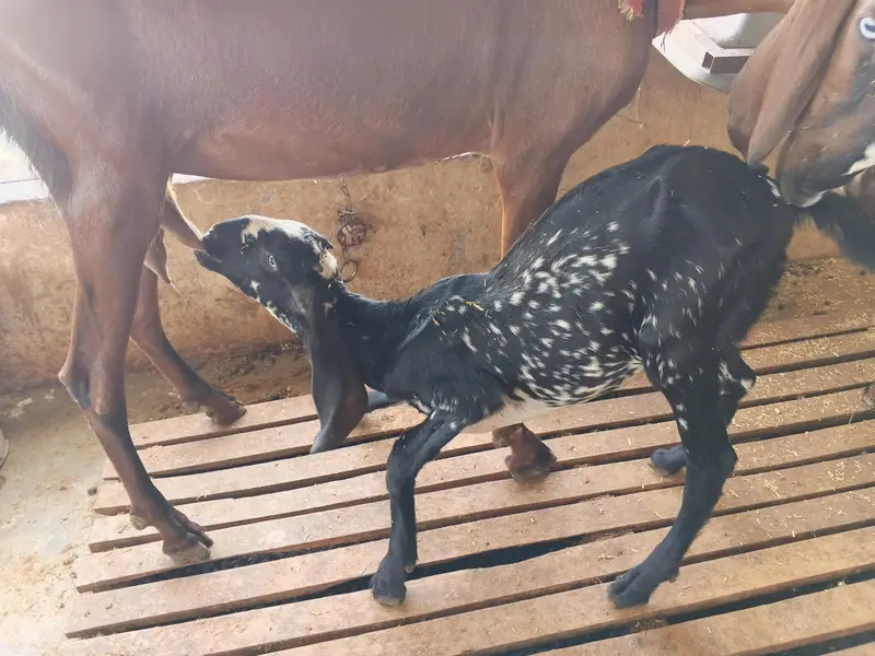 gotes baby's female — photo 3