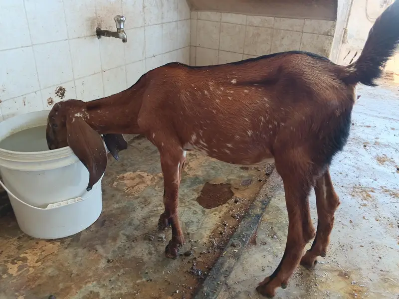 gotes baby's female — photo 4