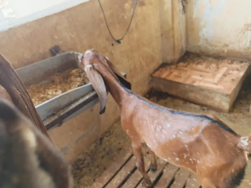 gotes baby's female — photo 5