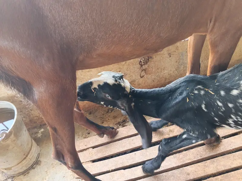 gotes baby's female — photo 6