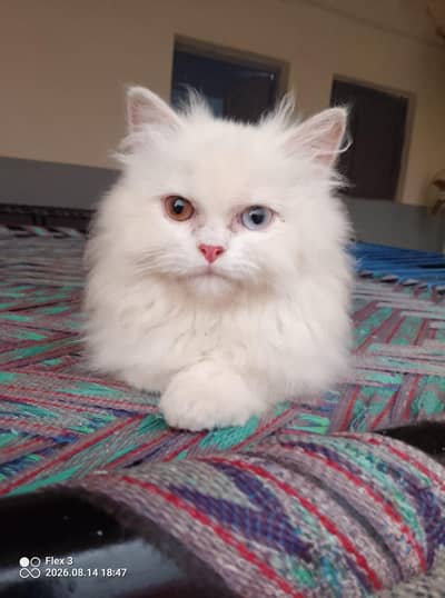 Persian tapal cot for sale