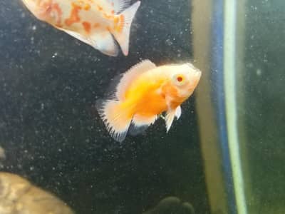 red chili ,lemon,albino,tiger Oscars,placo,bitcher,black ghost