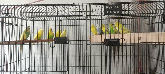 Australian PARROT For sale