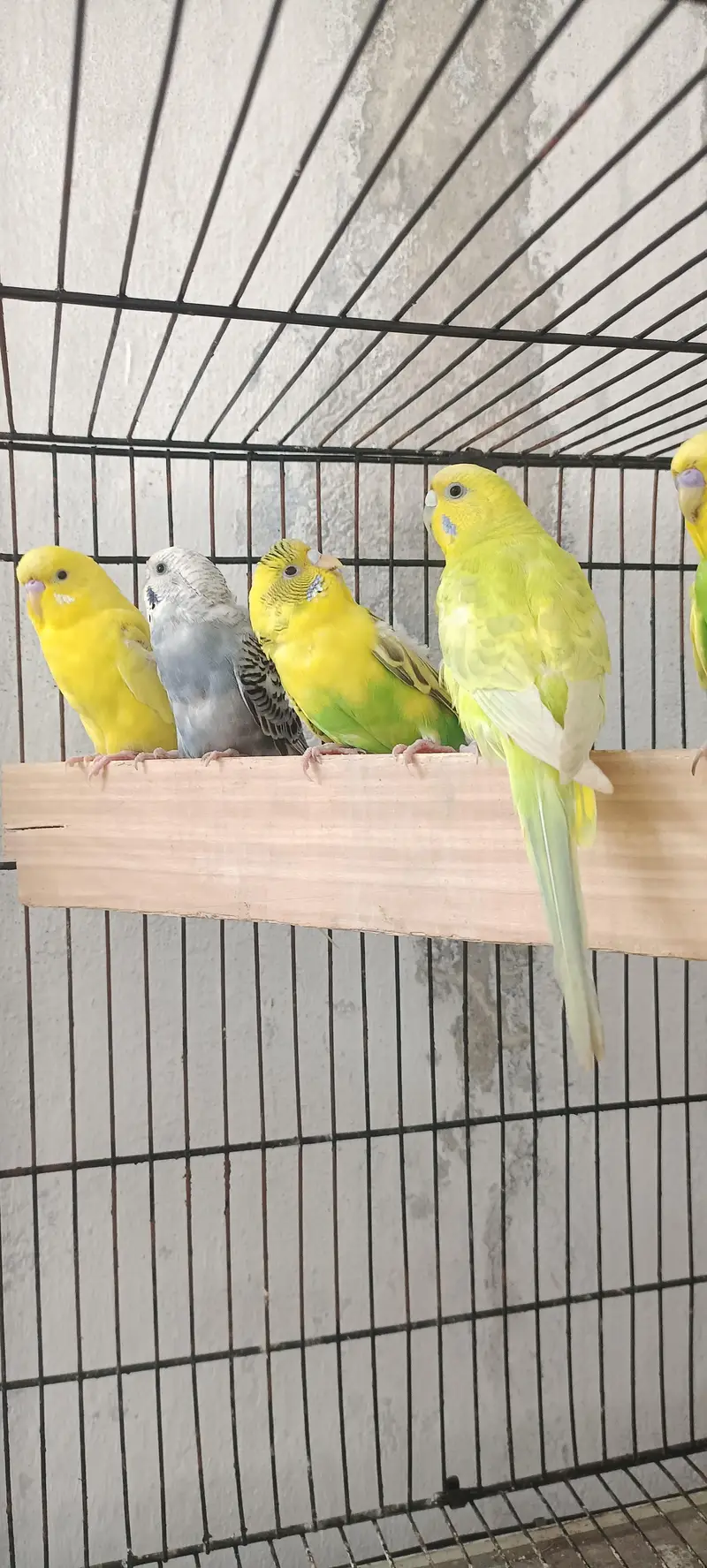 Australian PARROT For sale — photo 2