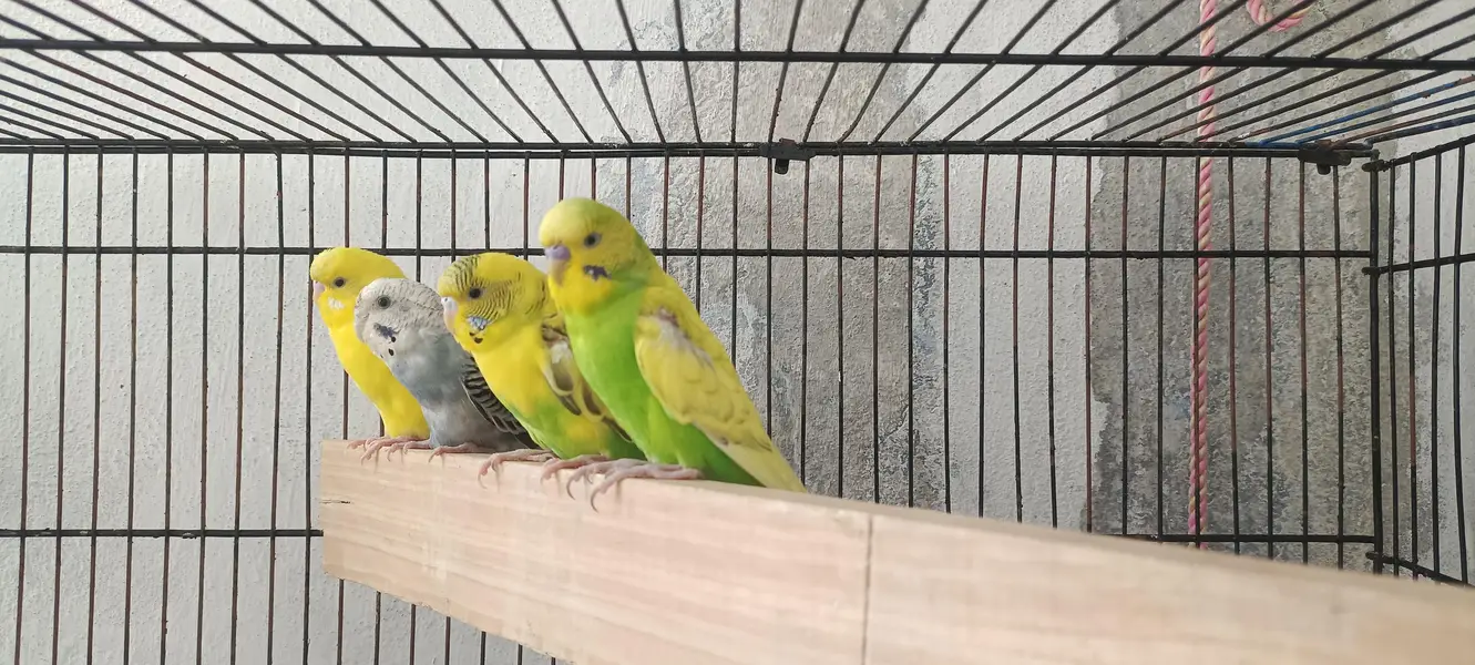 Australian PARROT For sale — photo 3