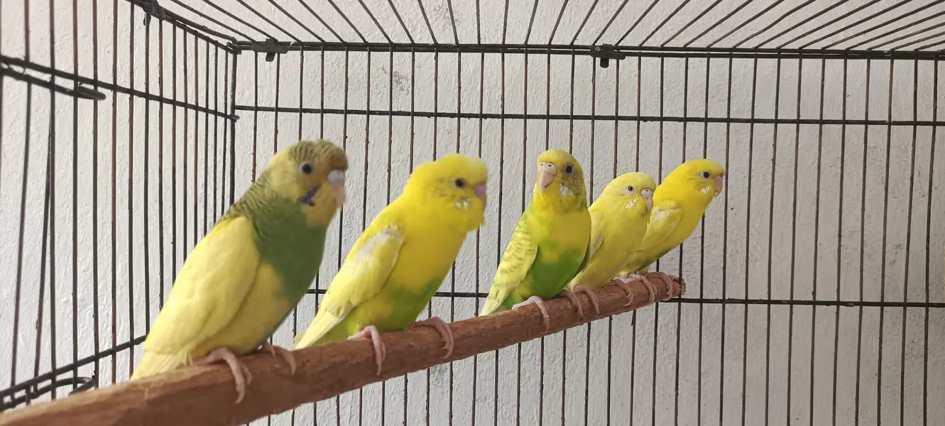 Australian PARROT For sale — photo 4