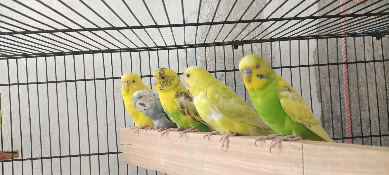 Australian PARROT For sale — photo 5