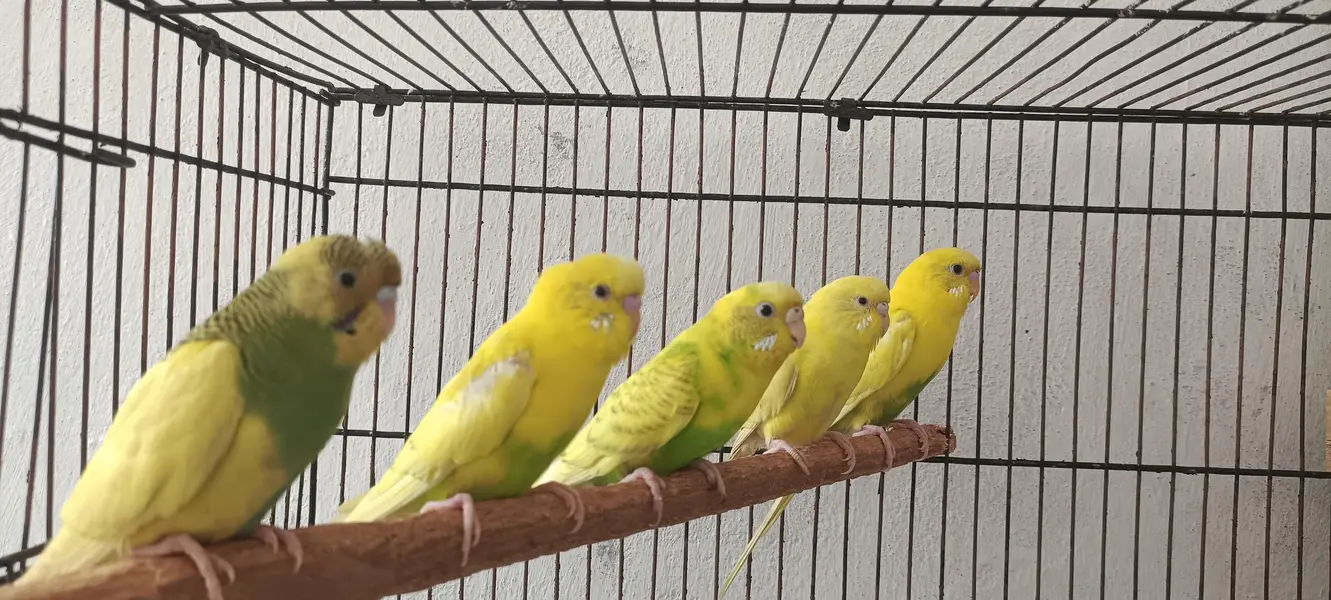 Australian PARROT For sale — photo 6