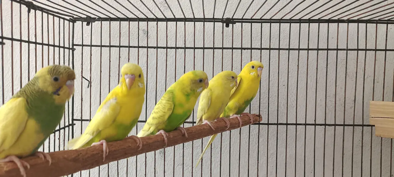 Australian PARROT For sale — photo 7