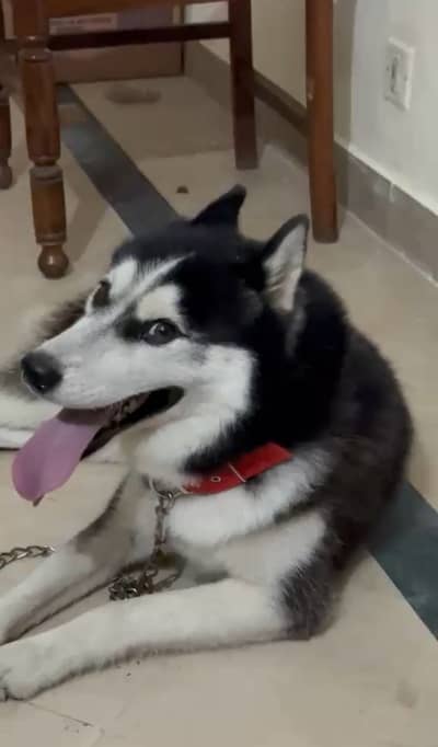 Husky male double coat