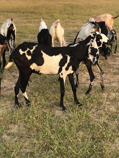 Pregnant desi Bakri for sale