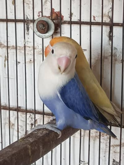 breeder pair of lovebirds high quality mutation