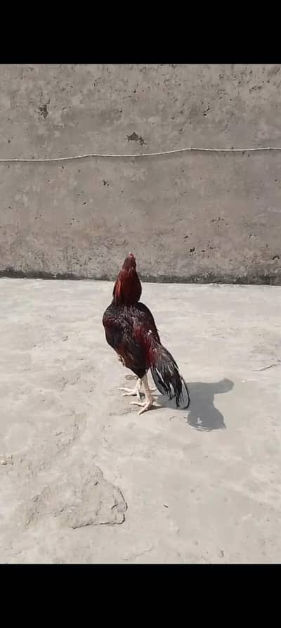 high quality aseel bird available 03287785524