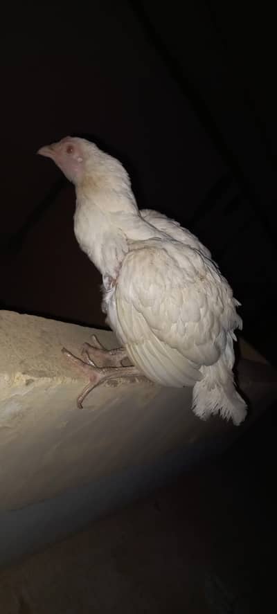 Aseel heera kurak murghi for sale