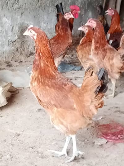 Golden misri | golden misri pathi | golden misri hens | murghi