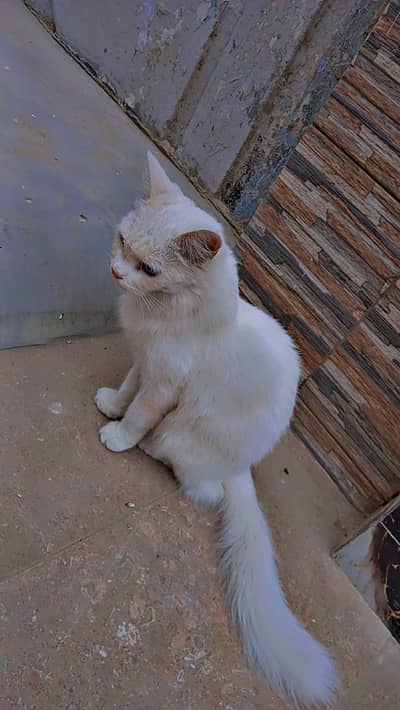 urgent sale Persian cat