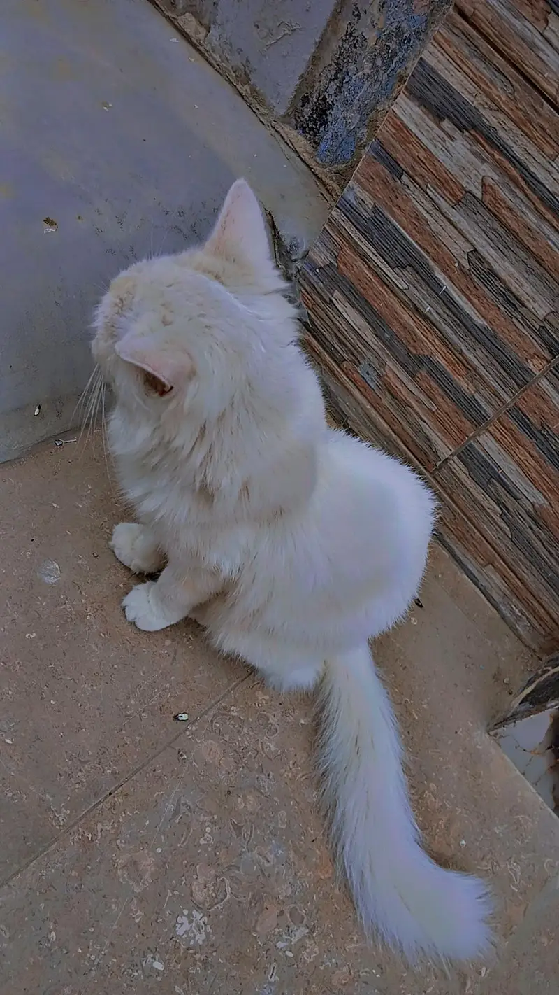 urgent sale Persian cat — photo 3