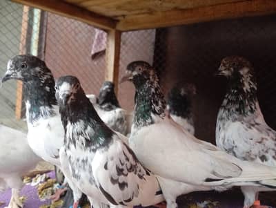 all pigeons for sale