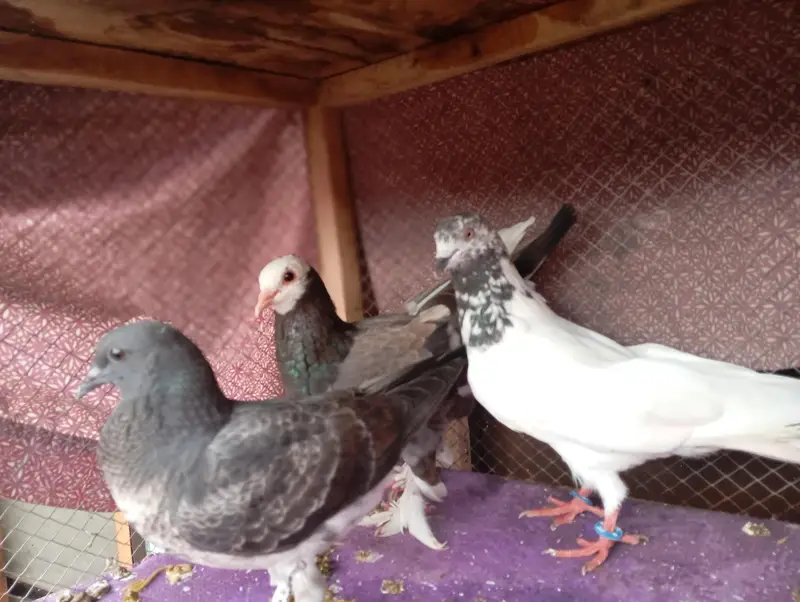 all pigeons for sale — photo 2