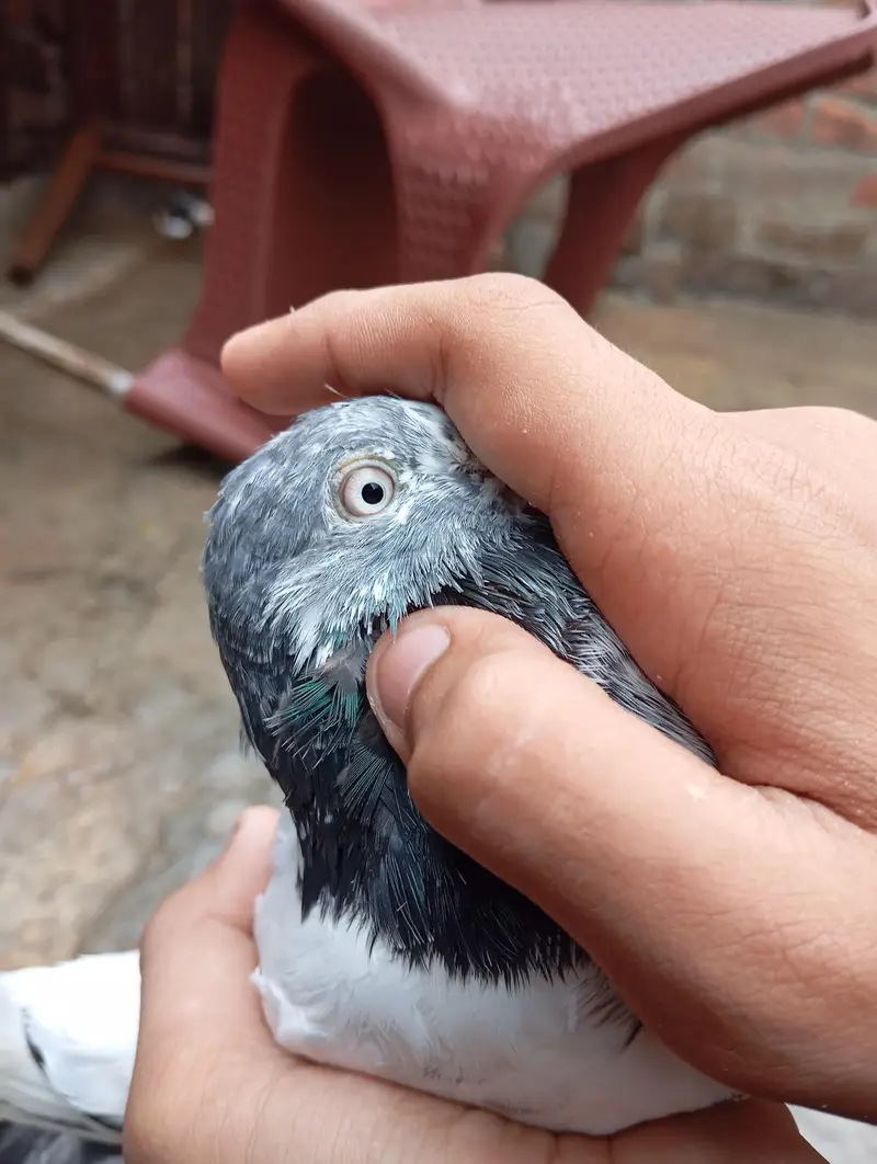 all pigeons for sale — photo 5