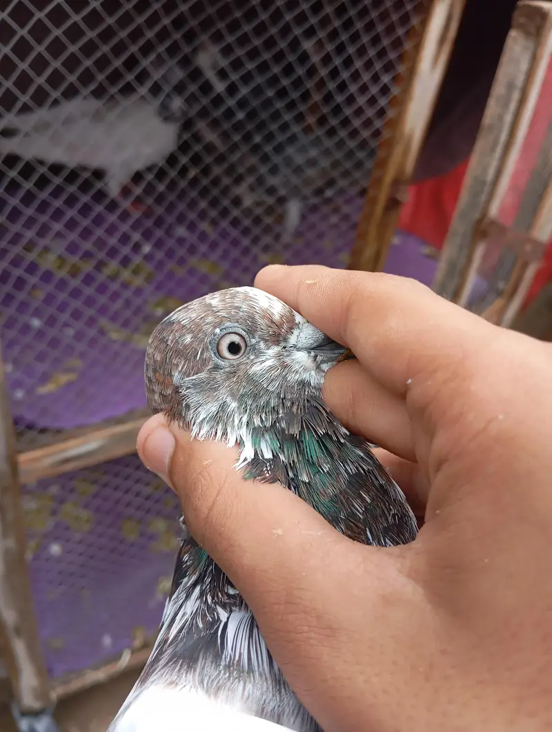 all pigeons for sale — photo 6
