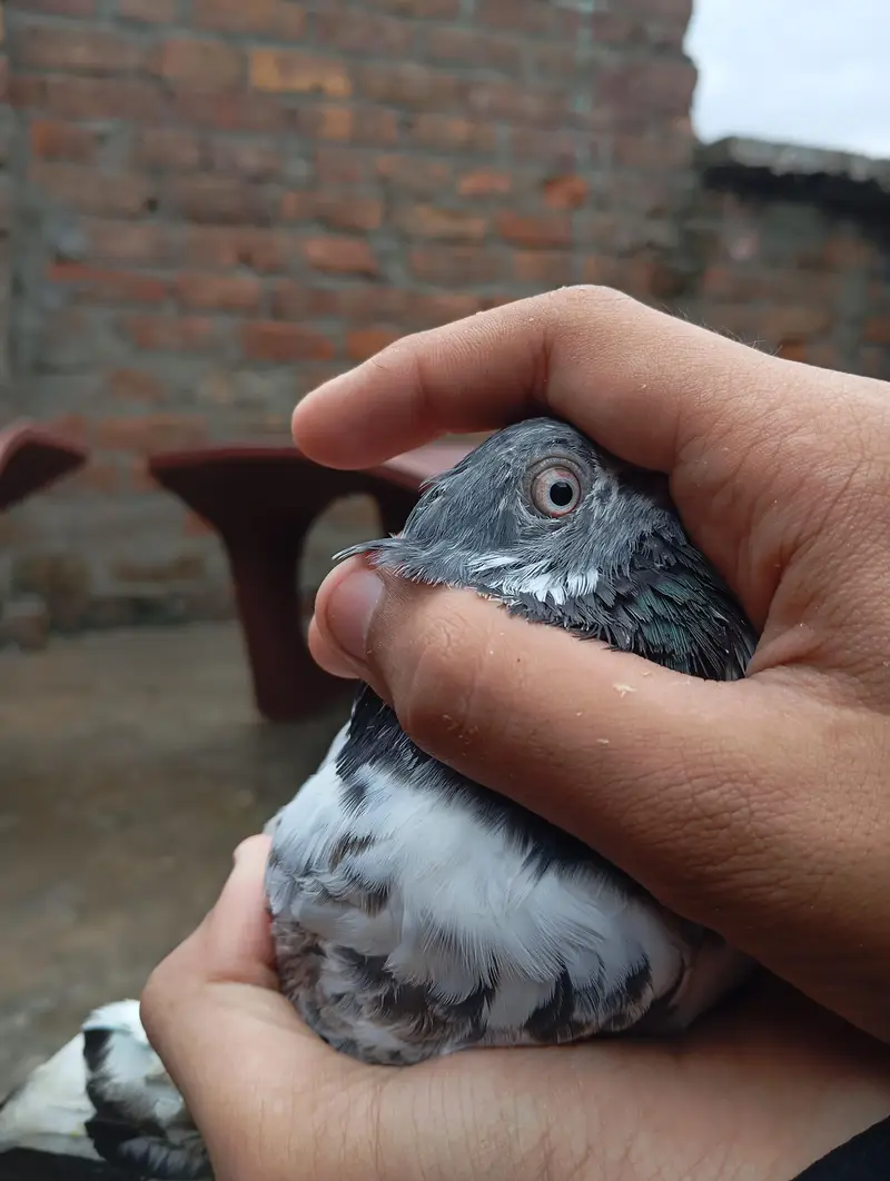 all pigeons for sale — photo 7