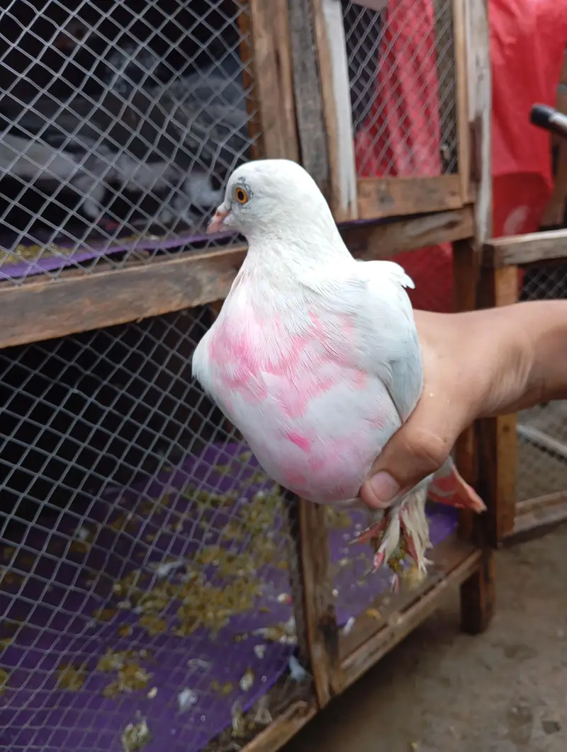 all pigeons for sale — photo 8