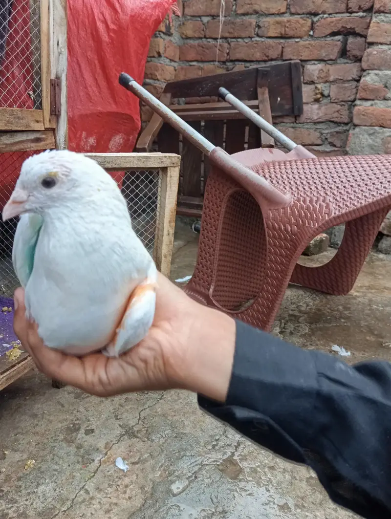 all pigeons for sale — photo 9
