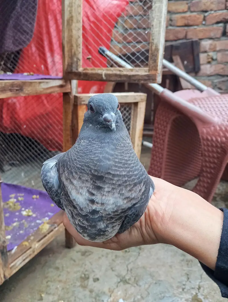 all pigeons for sale — photo 10