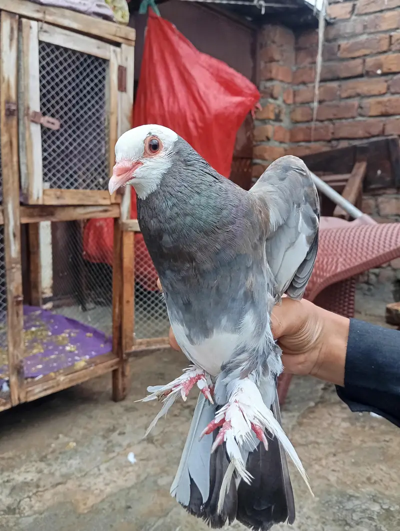 all pigeons for sale — photo 11