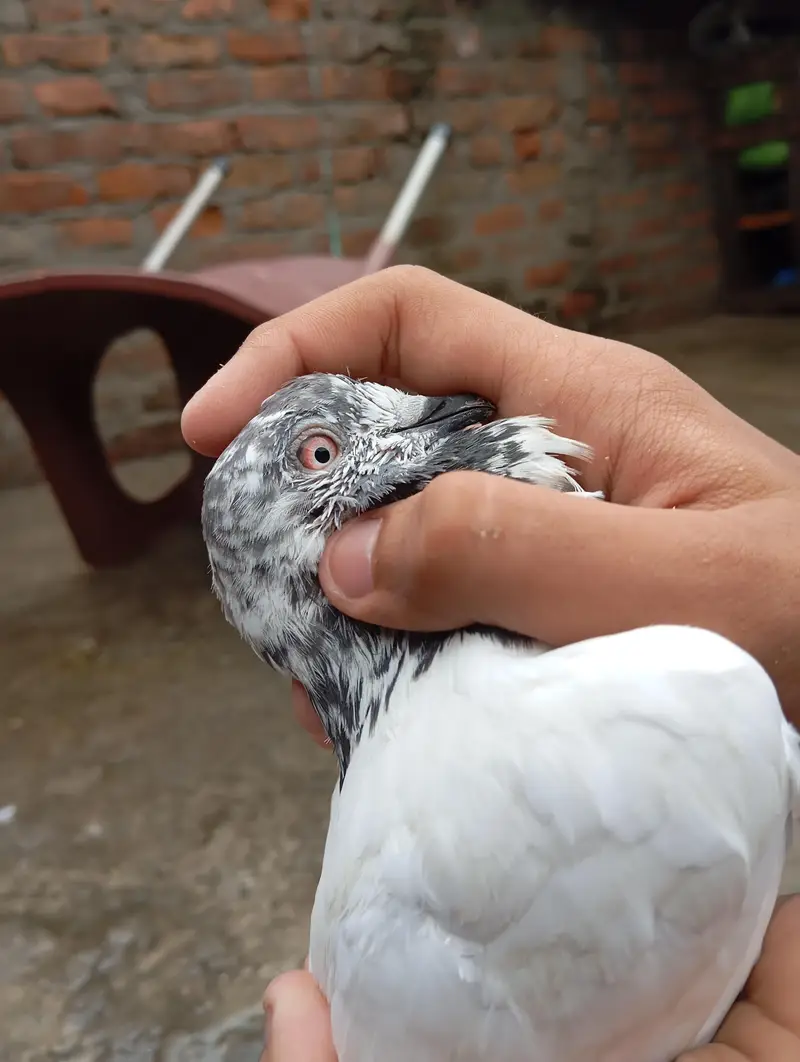 all pigeons for sale — photo 12
