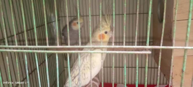 cocktail breeder pair
