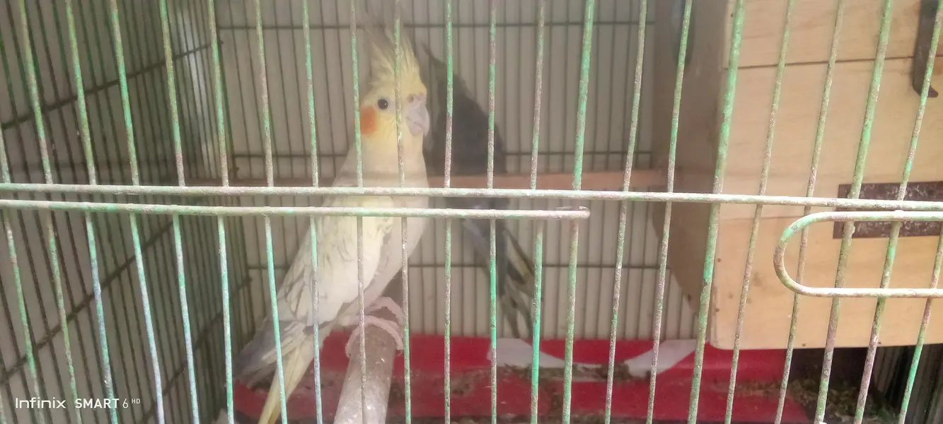 cocktail breeder pair — photo 2